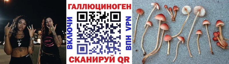 Псилоцибиновые грибы Psilocybe  Купить  Назрань 